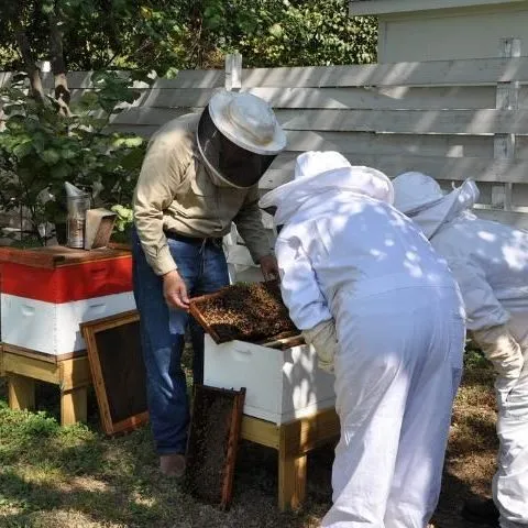 thumbnail for publication: Best Management Practices for Siting Honey Bee Colonies: Good Neighbor Guidelines